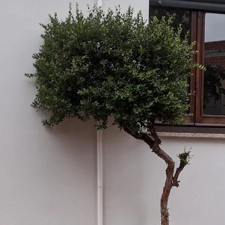 Bidda Mores Appartamenti- I Velieri Apartment *